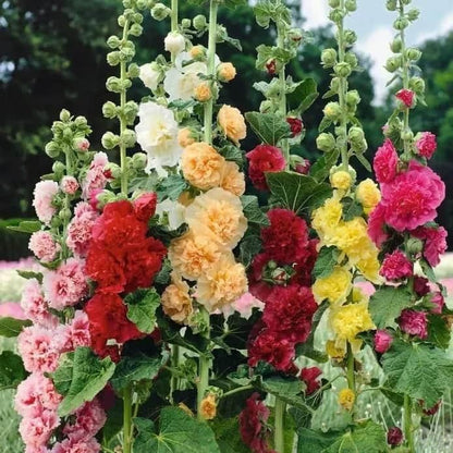 Imported Hollyhock Seeds	(Pack of 2)