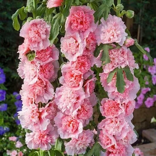 Imported Hollyhock Seeds	(Pack of 2)